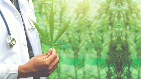 Understanding the Access to Cannabis for Medical Purposes .